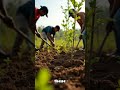 Harnessing Nature's Methods to Cool the Planet: Plant, Protect, Preserve #facts #environment #safe