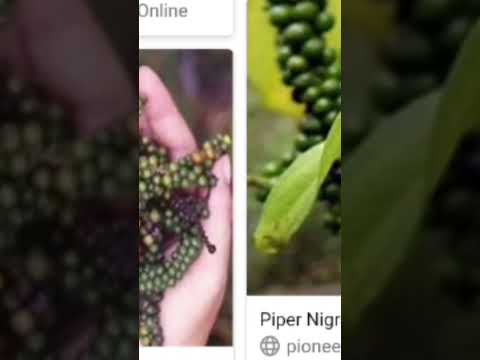 الفلفل الأسود  