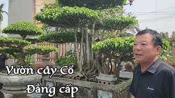 Vườn cây cổ mịn tít của anh Thinh Giấy Tiền Hải Thái bình