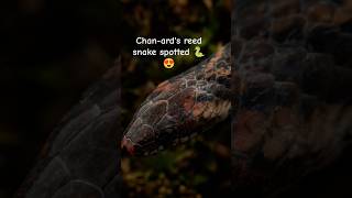 A rare Chan-ard's reed Snake spotted!!#snake #animal #wildlife #animal #wildlifephotography