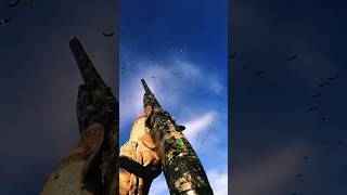 Geese Everywhere – Nonstop Shooting! #goosehunting #birdhunting #hunting #shorts
