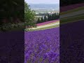 #nature #flowers #youtubeshorts #shortfeed #viral #shorts #colourful