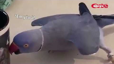 Những con Vẹt có khiếu Hài Hước