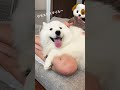 可愛いサモエドスマイル爆発の甘えん坊なグラン #犬 #samoyed #サモエド #大型犬 #サモエドスマイル #dog #かわいい犬 #pet #もふもふ #なでなで #うとうと