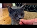 How To Give Your Cat A Pill 💊