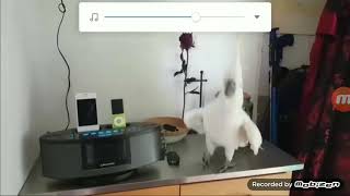 KAKAK TUA JAMBUL KUNING JOGET-JOGET