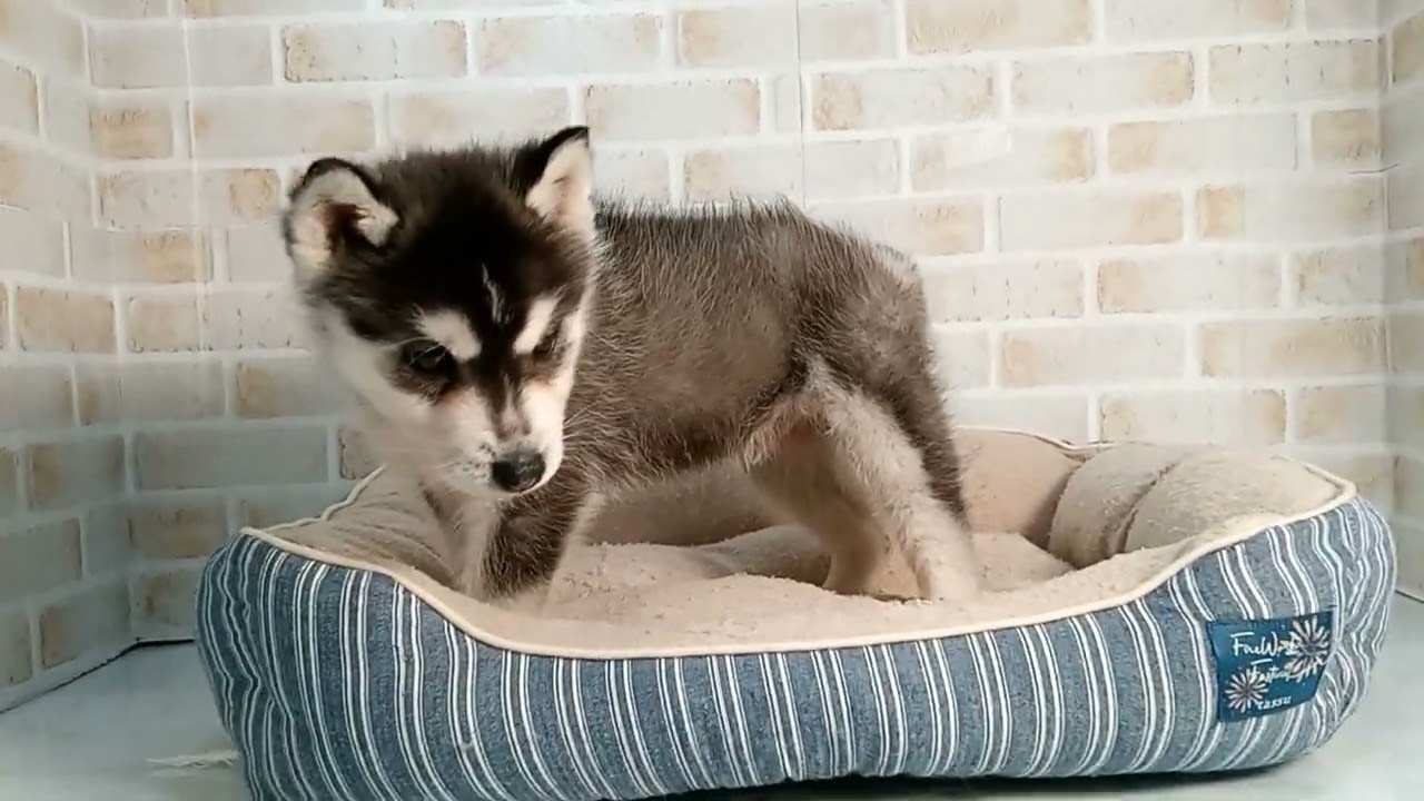 748731 シベリアンハスキー - YouTube