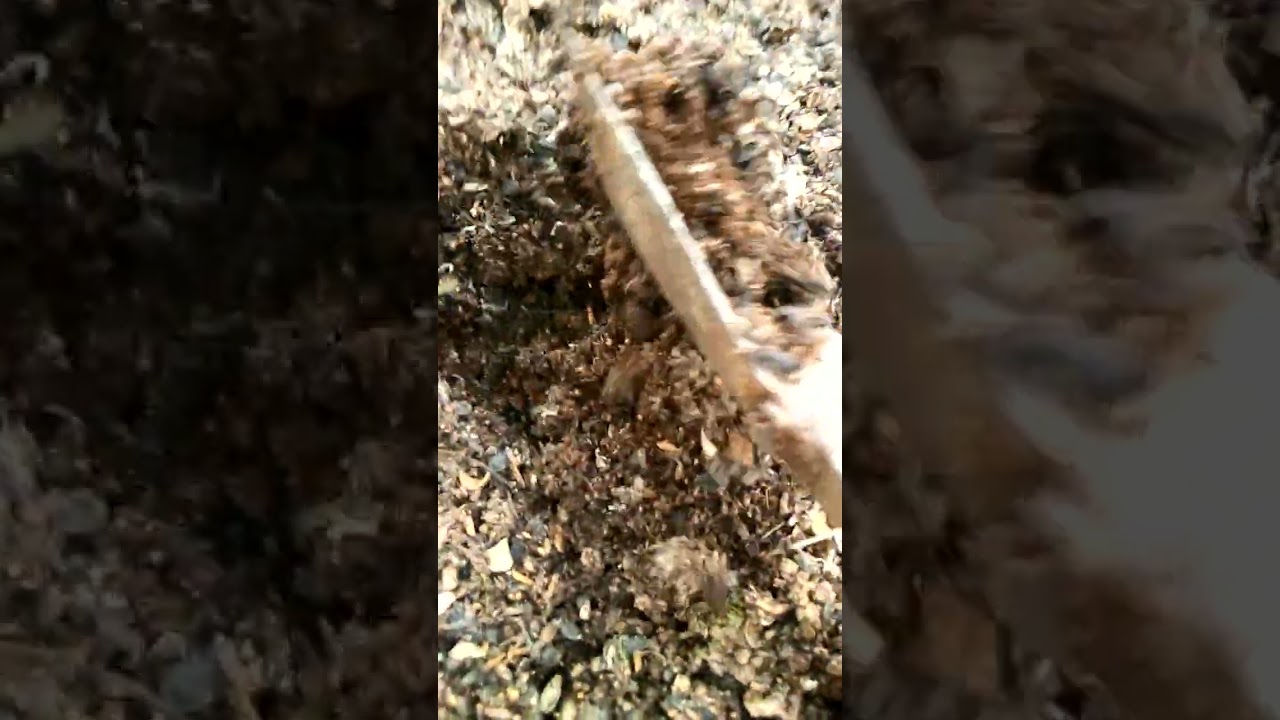 ✅ Live Insects for Hens — Natural Protein Boost & Happy Birds! 🐔🐛