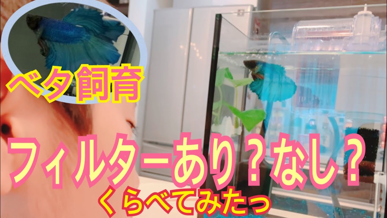 ベタ飼育はフィルターあり？なし？比べてみたっ！