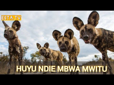 Video: Je, mbwa mwitu hupakia wanyama?