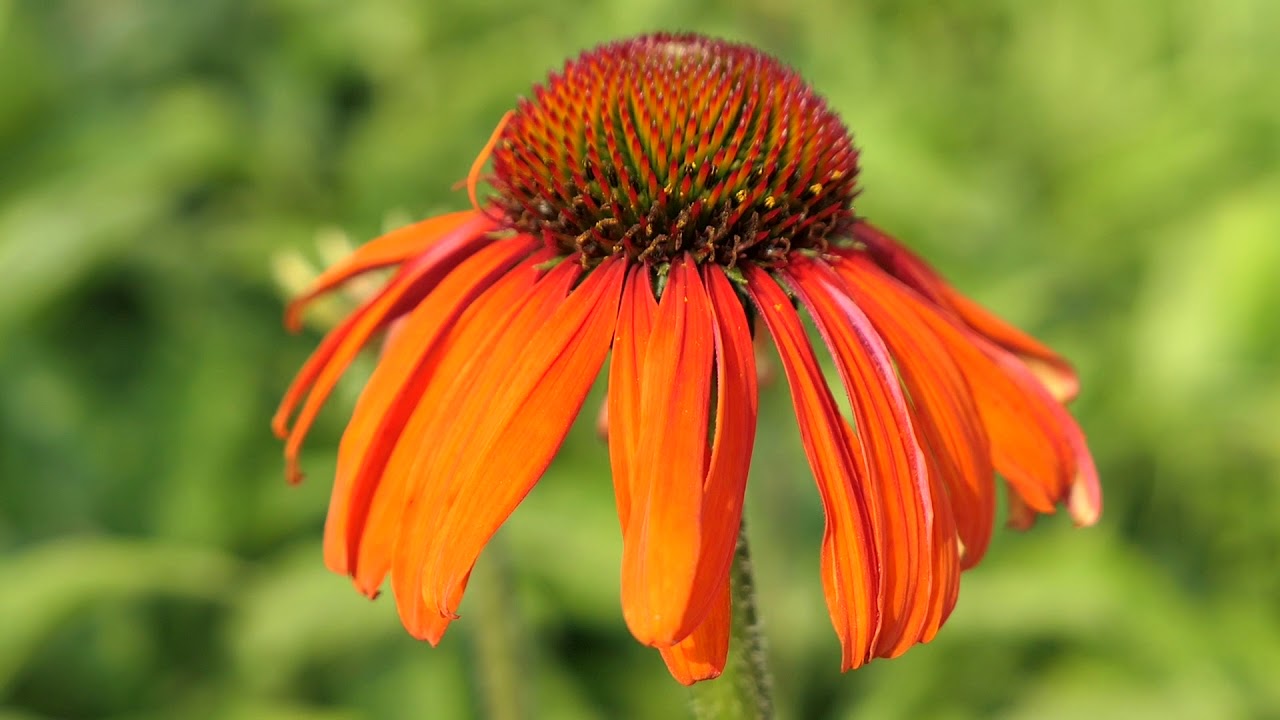 Echinacea Breeders Mix YouTube