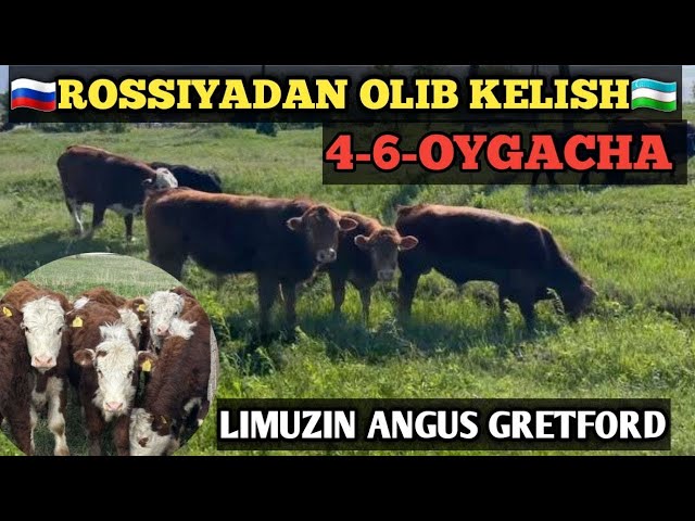 Men lezbiyanman, Emiliya.