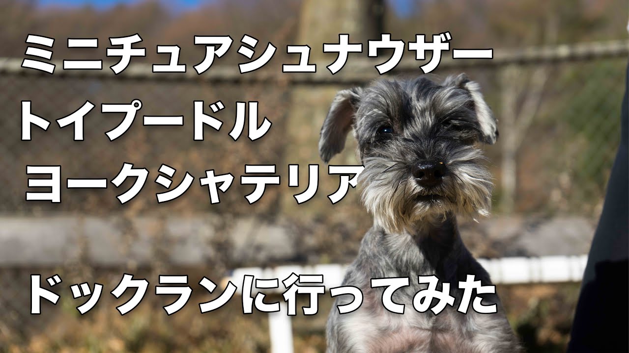 ミニチュアシュナウザー ヨークシャテリア トイプードル ドックランに行ってみた Youtube