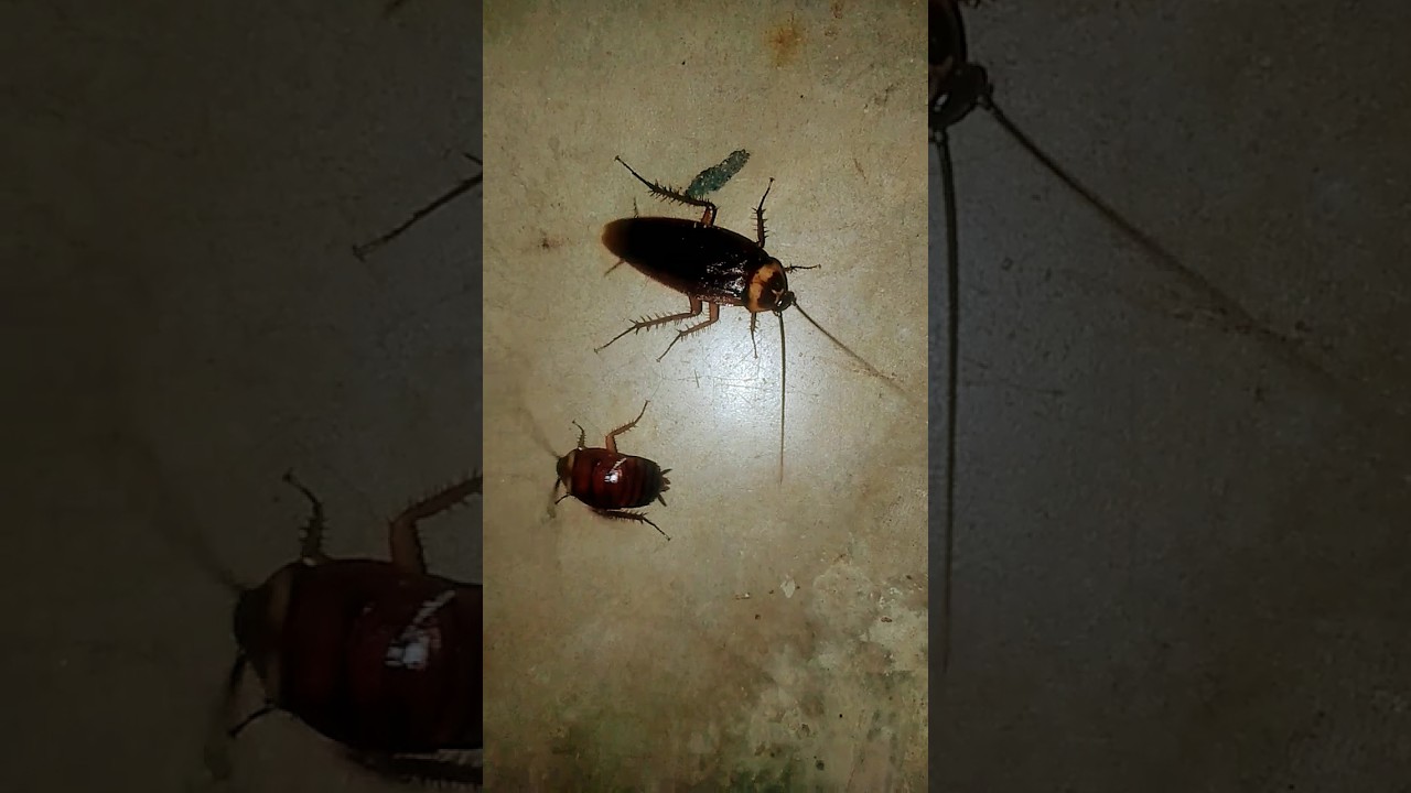 Two Cockroachs 🦗
