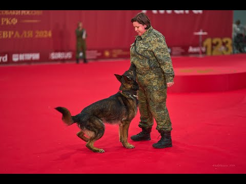 Видео: Служебная собака Малинуа