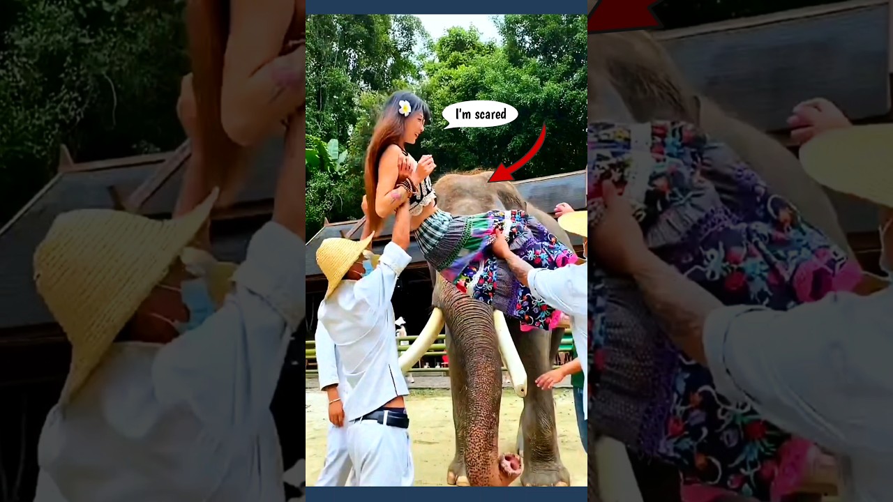 I'm Scared, The Elephant School Keeper #short #mybeast