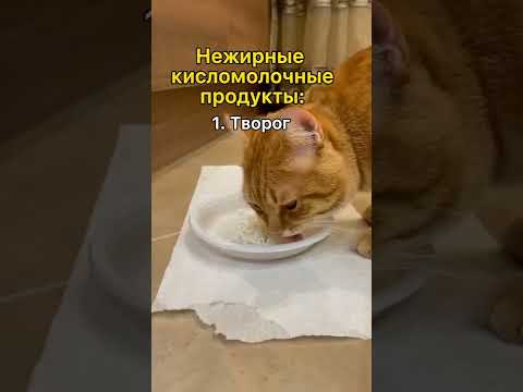 Какие продукты можно кошке? #shorts #кошка