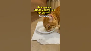 Какие продукты можно кошке? #shorts #кошка
