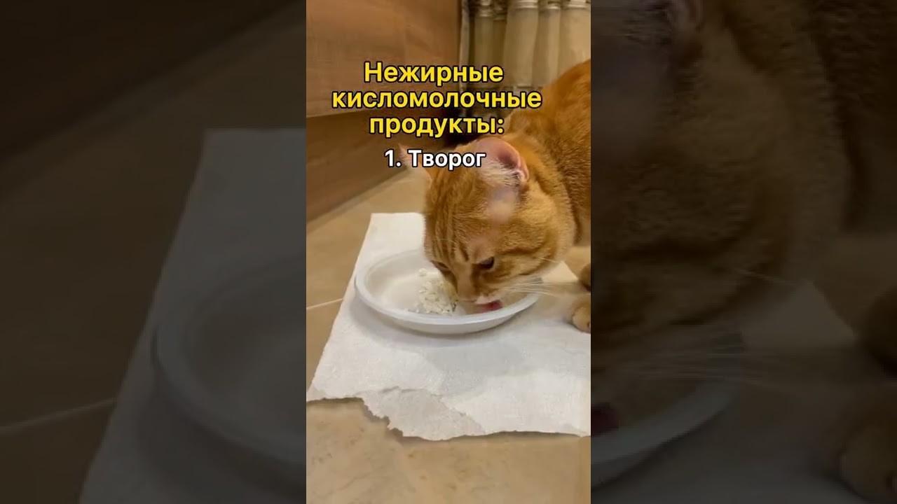 Какие продукты можно кошке? #shorts #кошка