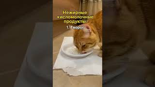 Какие Продукты Можно Кошке? #Shorts #Кошка