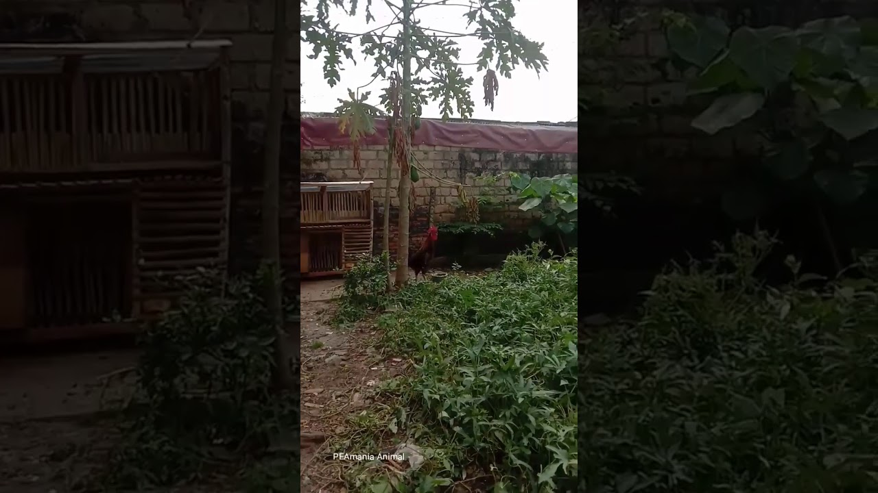 merdu nya suara ayam pelung yang indah 