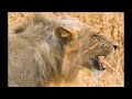 King of the Driest Savannah - Part 5 [ हिन्दी डॉक्यूमेंट्री ]  #nature #animals #wildlife #survival 
