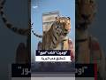 "أوميت" تنطلق في براري محمية بكازاخستان لإعادة توطين نوع من النمور المعرضة لخطر الإنقراض #العربية