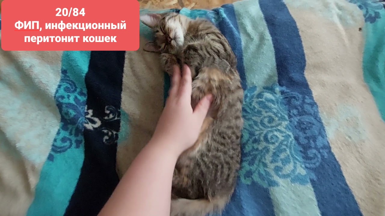 Фип у кошек