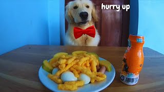 : Golden Retriever Puppy eating Different Types of Food!!