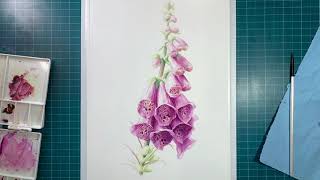 Week 2 of Painting Flora: Foxgloves