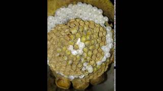 Larvas Avispa asiática (Vespa velutina)