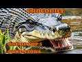SALTWATER CROCODILE: Type A Predator