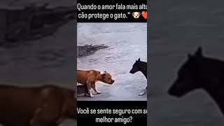 Entre Gatos E Cachorros, O Amor É Sincero