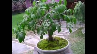 MOV07092