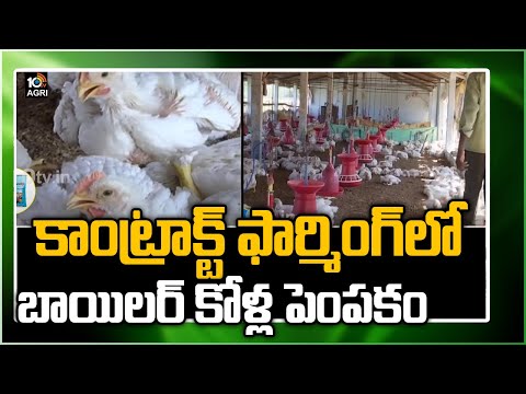 కాంట్రాక్ట్ ఫార్మింగ్‌లో బాయిల‌ర్ కోళ్ల పెంప‌కం | Poultry Farming | Matti Manishi | 10TV News