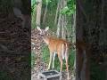 My Brown 👁 Girl 🦌#nature #wildlife #foryou #shorts #youtubeshorts #animals #short #shortvideo