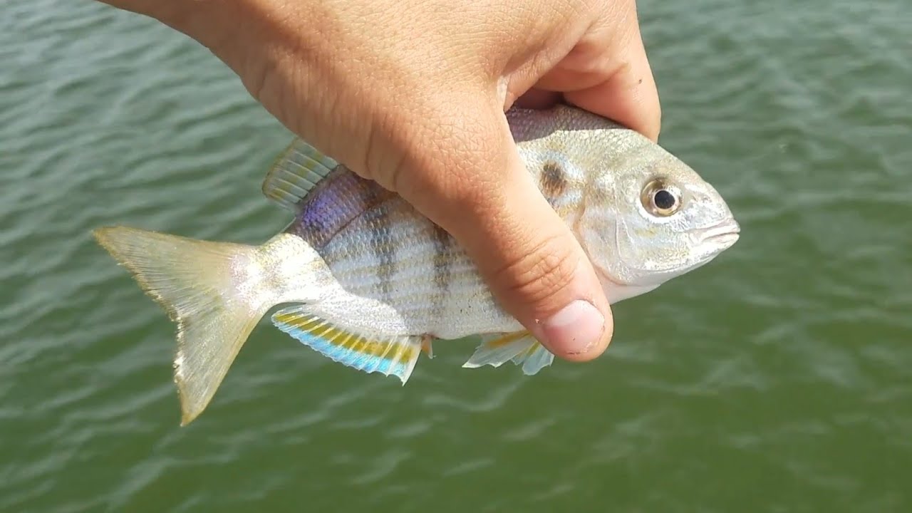 Good Friday Pinfishing!