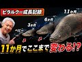 巨大魚 ピラルクー のリアル。ピラルクーは１年でどれ程までに成長するのか！？[アクアリウム]