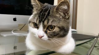 子猫の香箱座りを下から見てみたら可愛すぎたw