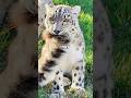 CY 5 Snow Leopard Secrets You'd Never Guess! 🐆❄️#animals #cute #science #shortfeed #leopard