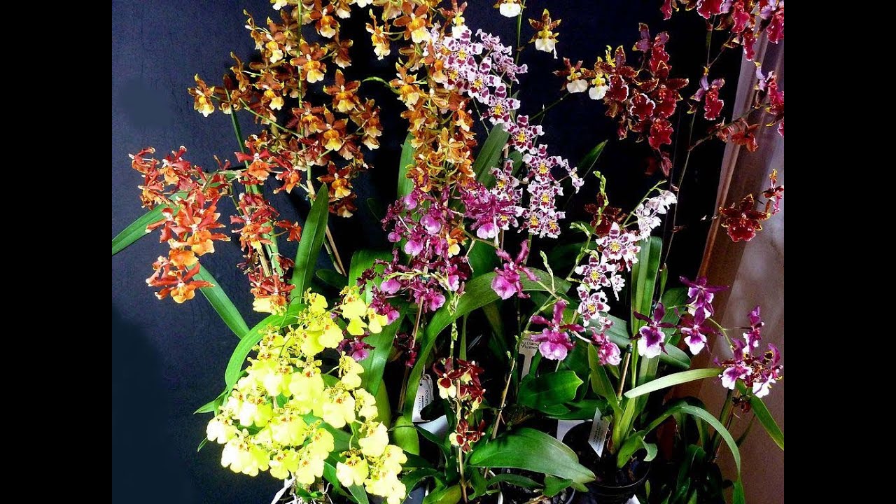 Oncidium – parte 01 – preferências – clima – novidades - Carlos Keller – outubro de 2020.