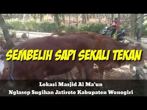 Video: Joaquin Phoenix Menyelamatkan Lembu Dan Anak Lembu Dari Rumah Sembelih