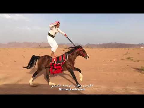 Video: Ərəb (və Ya ərəb) At Atı Hipoallergen, Sağlamlıq Və Ömür