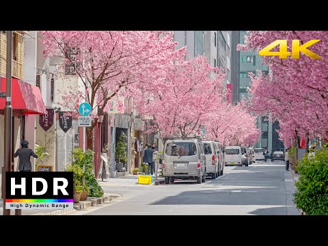 【4K HDR】Tokyo Cherry Blossoms - Nihonbashi Kawazu Sakura