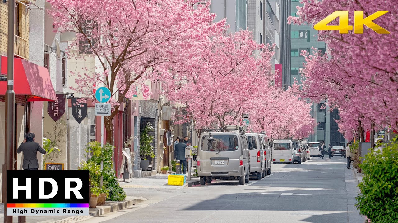 ⁣【4K HDR】Tokyo Cherry Blossoms - Nihonbashi Kawazu Sakura