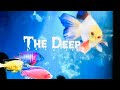 The Deep Aquarium vlog 💦🐬🐟🐠