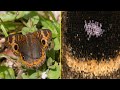 The Science of Color: How Butterflies Paint their Wings | Biology Creating Color via Nanoengineering