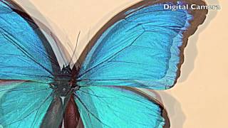Color by Number Butterfly screenshot 4