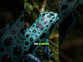 The Most Colorful Poison on Earth 🐸 #Shorts #viral #frog