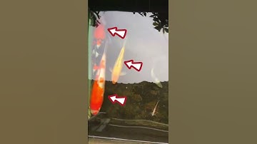 Cá koi nằm đáy, nguyên nhân và cách khắc phục #hocakoi #hokoi #shorts #short #cakoi #koi #namday